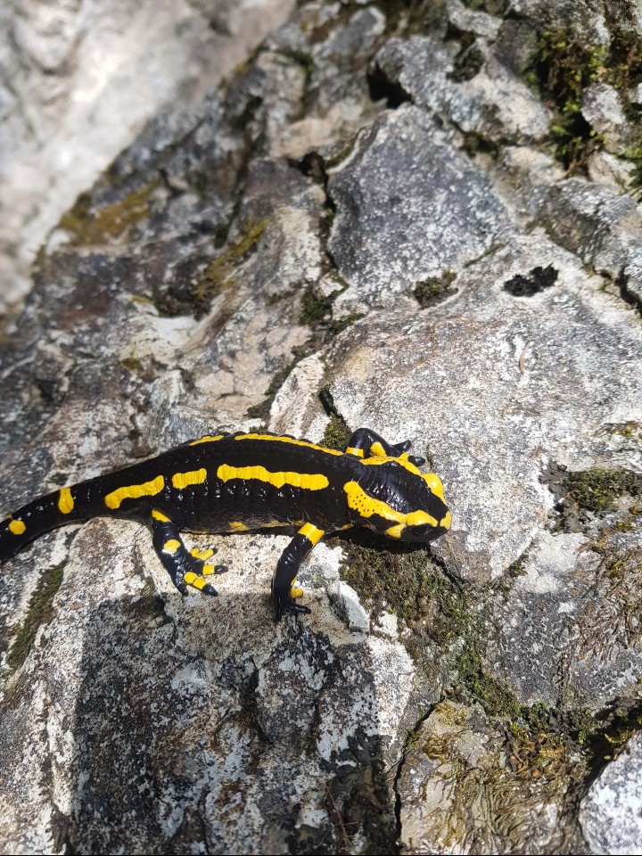 Grosse Semaine Pascale