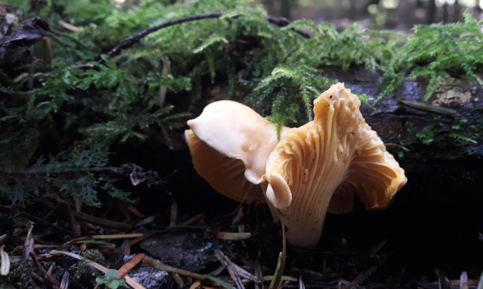 la petite girolle